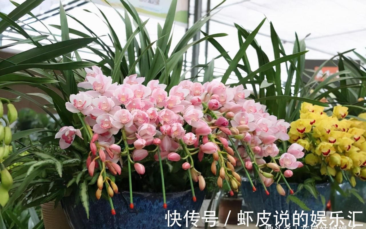 14种冬天开花的花卉,好养不娇气,为冬天添一抹色彩