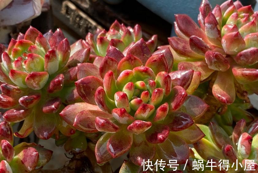 光照|哪些因素会影响到多肉蓝苹果出状态？此3点，不容忽视！