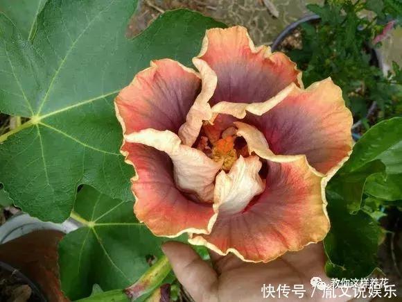 种花|1种花一开就是300多天,好养又漂亮,新手懒人都能养!