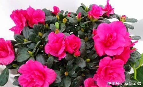 不要再扔掉这个东西了,往花盆里加一个花就多了,叶子绿了,比花强10倍