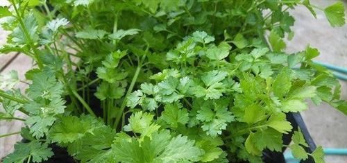 女性想要皮膚好，常吃3種食物，排毒抗衰，美容養(yǎng)顏，降壓減脂