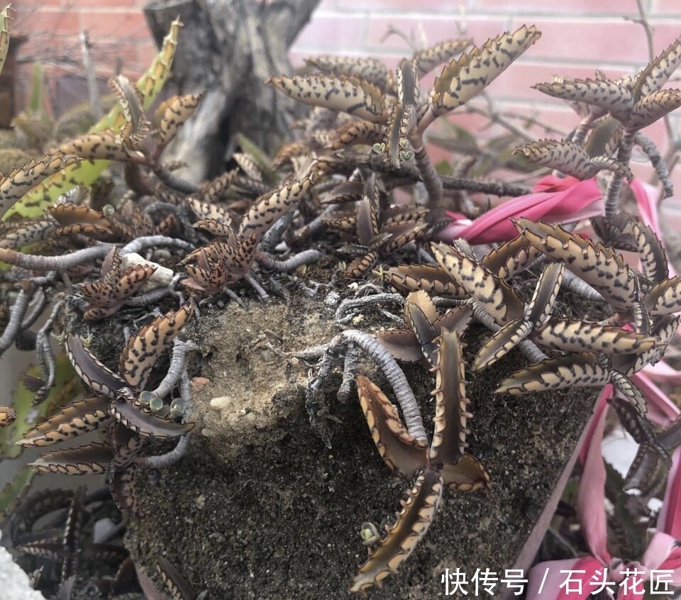 花友|普通的4种花,花友“下功夫”养2年,就能长到1米8高
