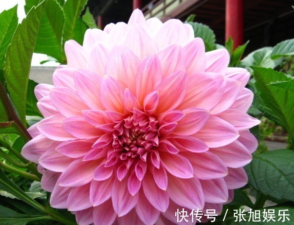 大丽花|此花外形奇特品种极多,花姿优雅霸气傲然,是寿比南山的好寓意