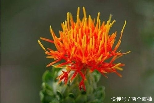 爱自己的女性,坚持一物泡水,活血化瘀,月经规律了,告别妇科病