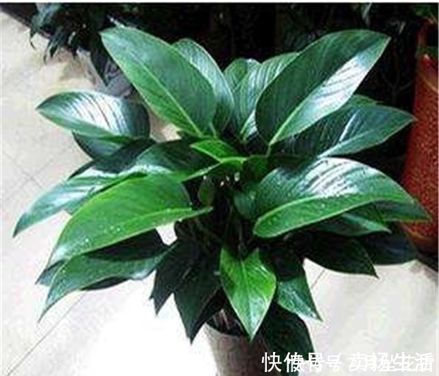 湿度|第一次养花，就养一盆“阳台精品”金钻，高大茂盛，珍贵独特