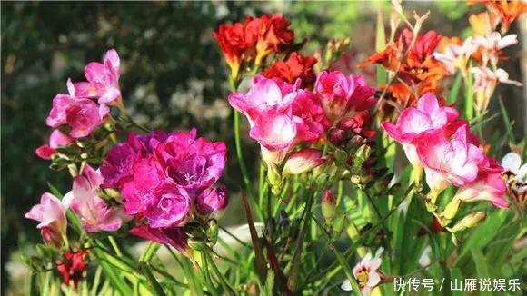 还在养绿萝家里养盆“香香花”,好看好闻,清香四溢精神好!