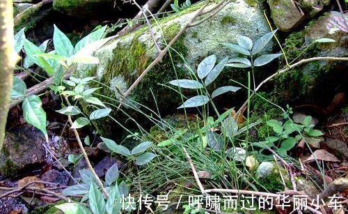 笔头草|生于路旁,俗称“节节草”,好多人不知道它是宝,有啥珍贵?