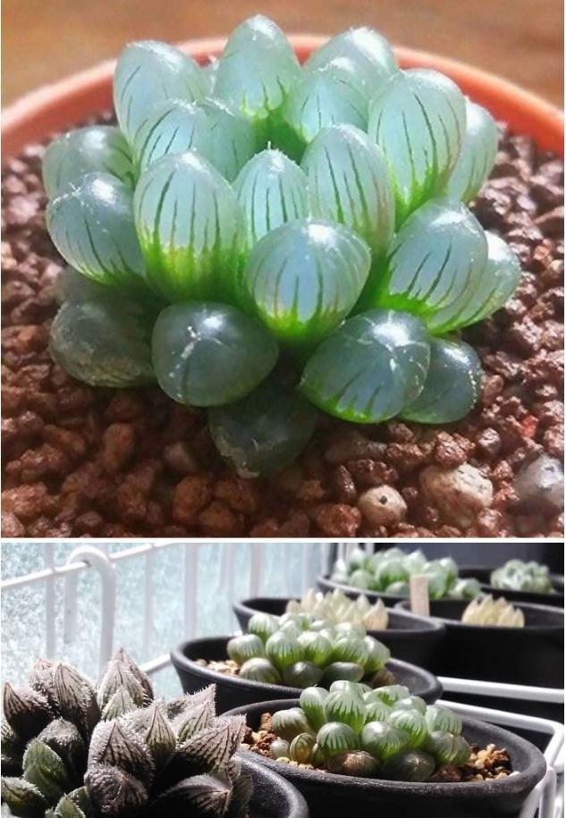 太空|来自“外太空”的多肉植物,估计你一个都不认识