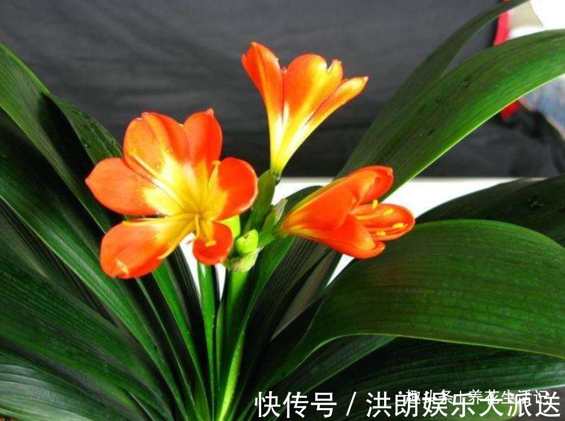 君子兰|家养君子兰,叶片不对称、一边大一边小,学会“3招”就能解决