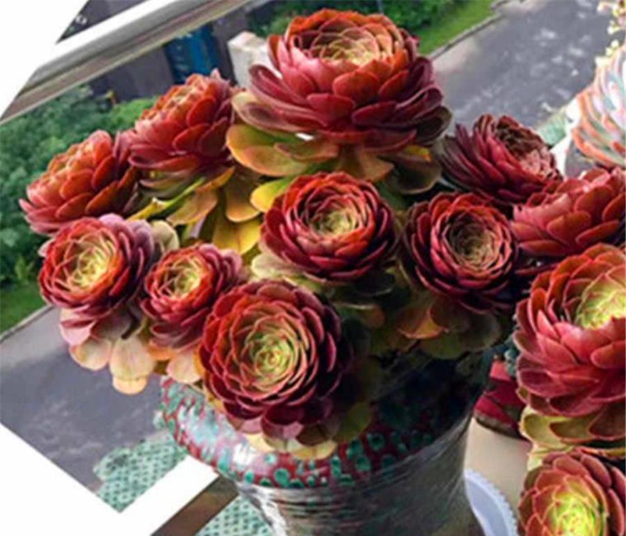 捧花状|把法师养成捧花状,无非做好4件事,3个月爆头上色,颜值逆袭