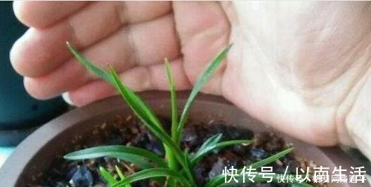 蚯蚓|盆里有了“它”,“小芽”多又壮,养啥旺啥,可别再“扔”了!