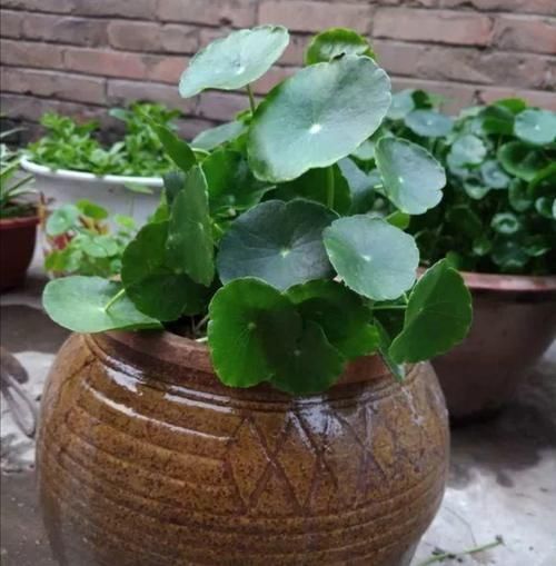 以前常见的旧坛子、石槽,养上花草植物,就成了漂亮的盆景