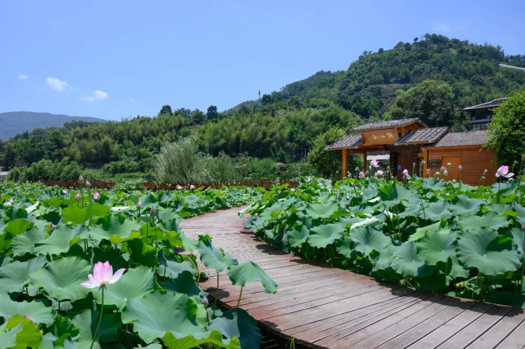 荷花季|夏日最美荷花季！霞浦这两处赏荷地，你去过没有？