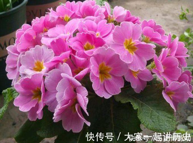 4种花超讨人喜欢，全年开花，花多易爆盆，太美了