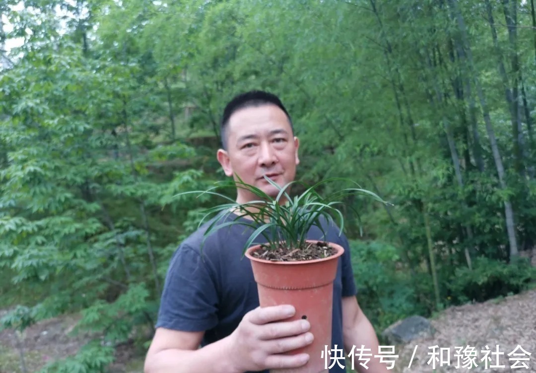 养分|兰花叶片焦尾怎么办？试试这些方法，总有一款适合你