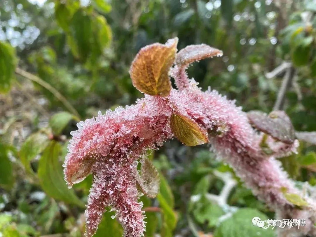 记忆 ｜寒潮再次来袭，还记得前几天的雪吗？