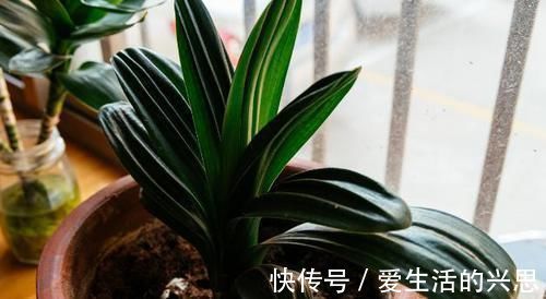 盆栽君子兰该如何催花?掌控4方面因素,开花早、状态理想