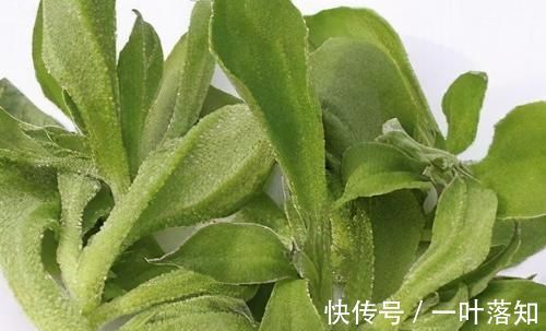 肌肤|中年人老得快?常吃以下食物,稳定情绪,润泽肌肤,延缓衰老