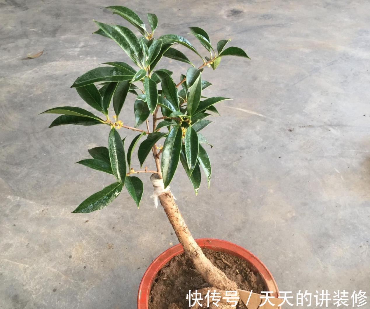 一款容易被人无视的养花神器,草叶,有4种用法能取代肥料使