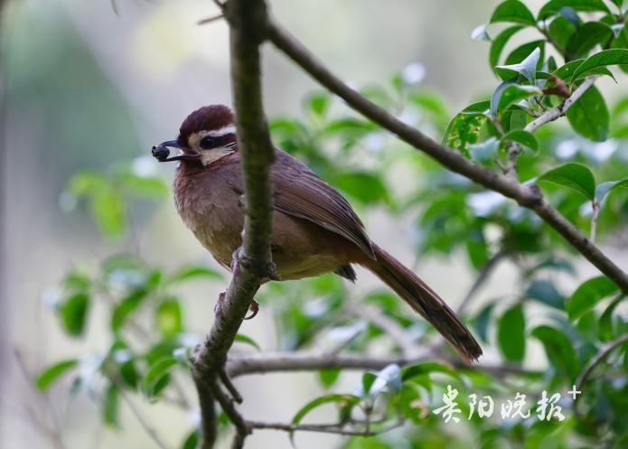 冬日的观山湖公园|组图 | 组图