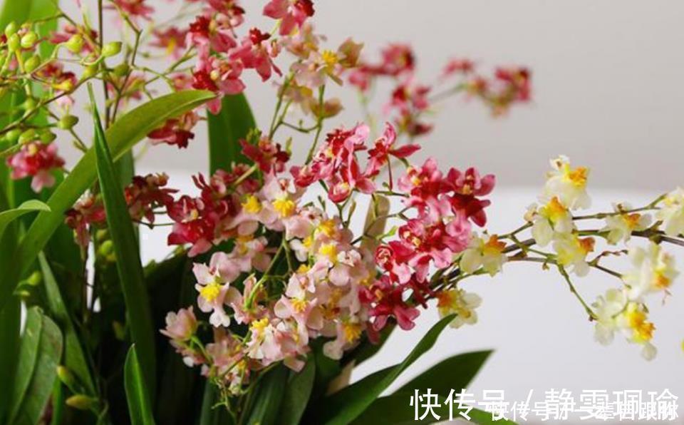 枝条|最适合新手养的4种花，沾土就能活，开花漂亮一年不停