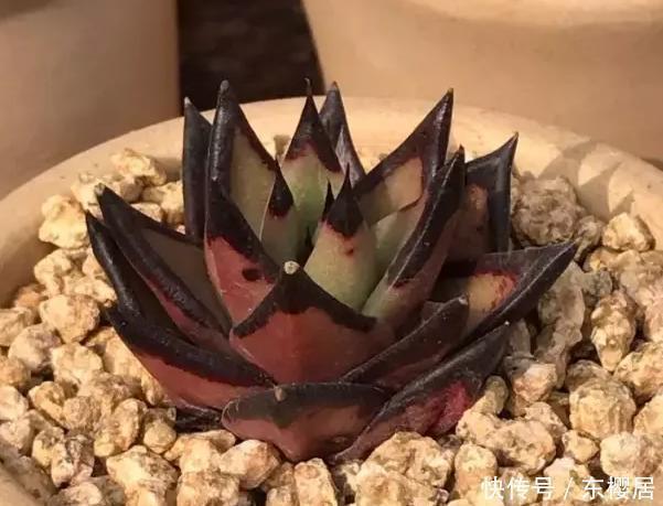 多肉养不好，看这里，掌握这些配土方法，幼苗和老桩都能养好