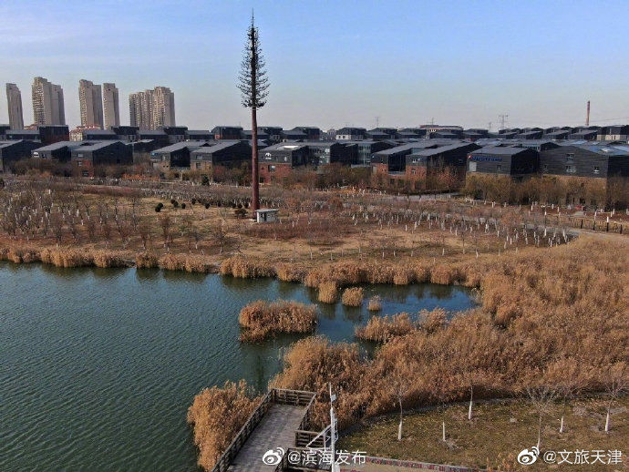 美景|生态美景！渤龙湖芦苇荡漾 水鸟飞舞