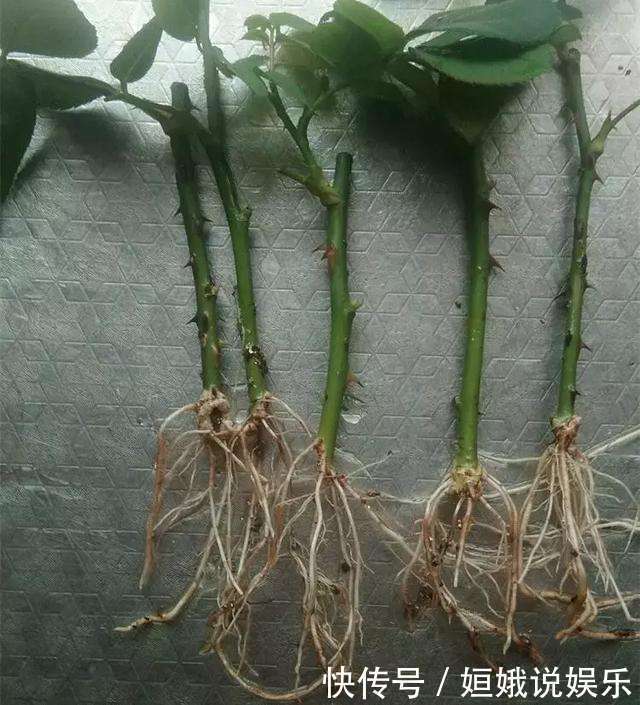 这种扦插神器你都扔了亏大了,赶紧捡回来!