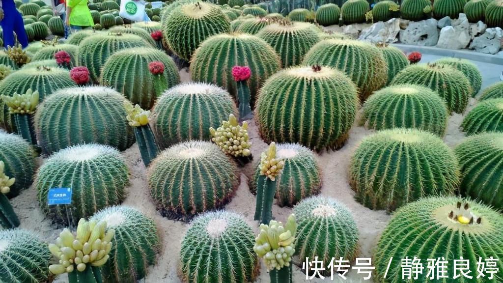 夜来香|这4种花养的人特别多，就为了看它们在夜间绽放，欣赏不一样的美