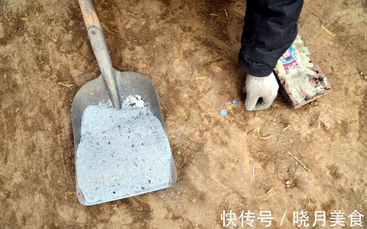 秋菠菜如何种？五句老话可作参考，因这5句老话是秋菠菜播种5要素