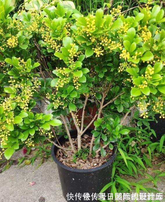 5种“香水花”,妖娆又艳丽,家里养一盆,比香水都好闻