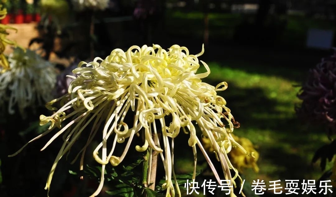 独本菊|心素如简，人淡如菊，植物园里感受菊之意境