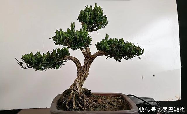 黄杨|不管家中再小,一定要摆放上一盆“木中君子”