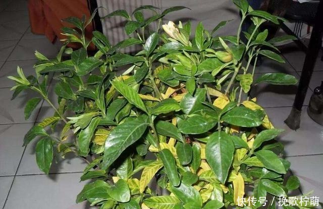 刚入的手栀子花,这一步错了,就别想养活了,避开才能开花!