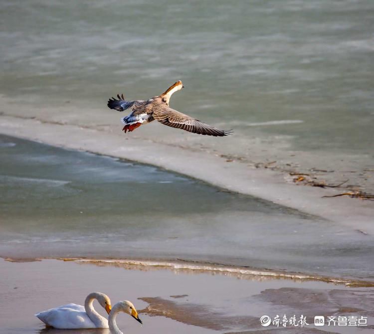 中年|鸿雁长什么样?冬日黄河沉砂池冰面上鸿雁嬉戏