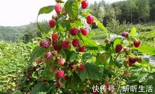 身材|女人会吃才美丽,不妨多吃3种食物,排毒通便,身材更苗条