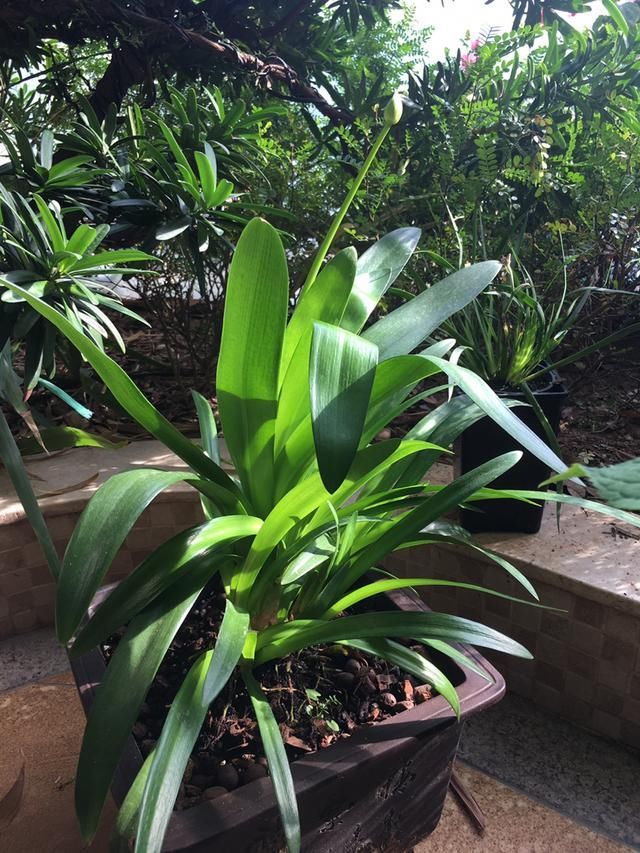 百子莲|这花被误认为“蓝色君子兰”,开花特漂亮,一根枝能开50朵花