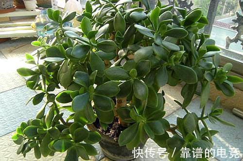 玉树不用施肥，对着枝叶3天喷洒一次尿，1月蹭蹭长成老桩