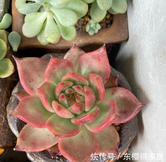 院子|持续高温，院子里的多肉叶子都扁瘪了，一场雨水，恢复生长