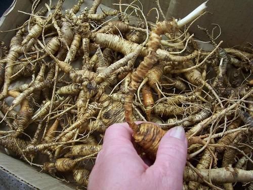 中年|一种人参,南方当菜种,只吃叶子不挖根,殊不知根部珍贵