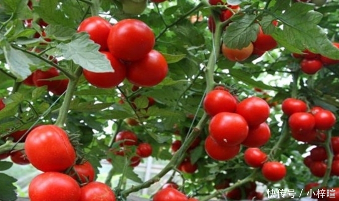 如何分辨西红柿是否有“激素”？教你一招，轻松避开