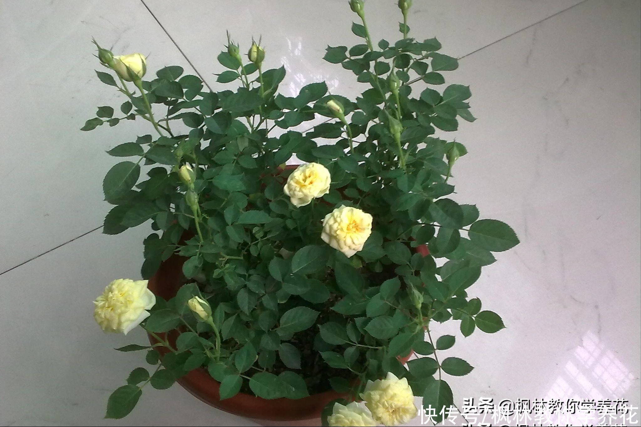 我发现！“月季花”不同“花色”之间，存在品种差异性