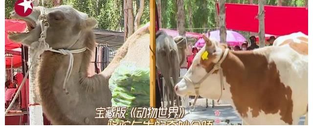 匆匆那年|何洛洛猜歌陷年代盲区《极限挑战宝藏行》竟出现“真假凤凰”？