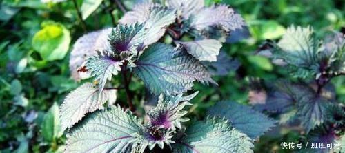 名字|農(nóng)田里最出眾的野草,名字很贊,其散發(fā)的香氣價(jià)值非常高