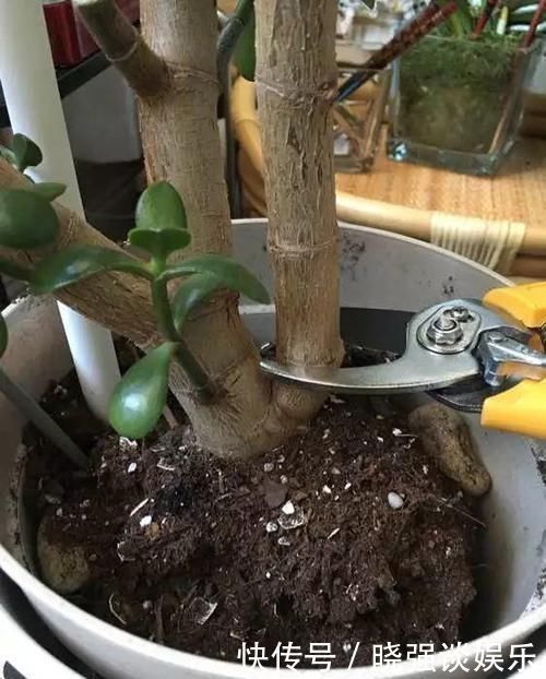 大腿|养了20年的玉树，杆子比大腿还粗，满树白花跟下雪了一样