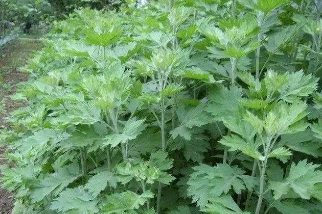 野菜|手脚冰凉别担心，一款野菜放心吃，看完赶紧学起来吧