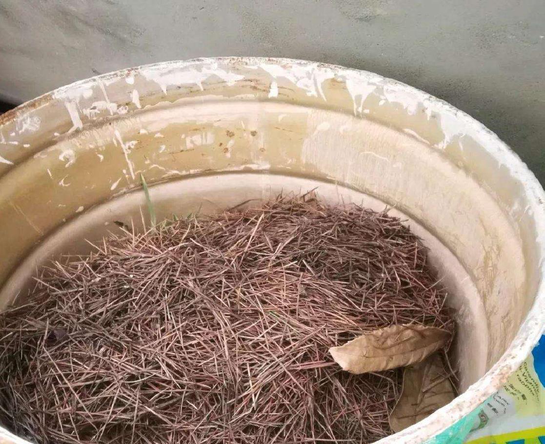 中和园|该怎么将松针应用到养花种草上?