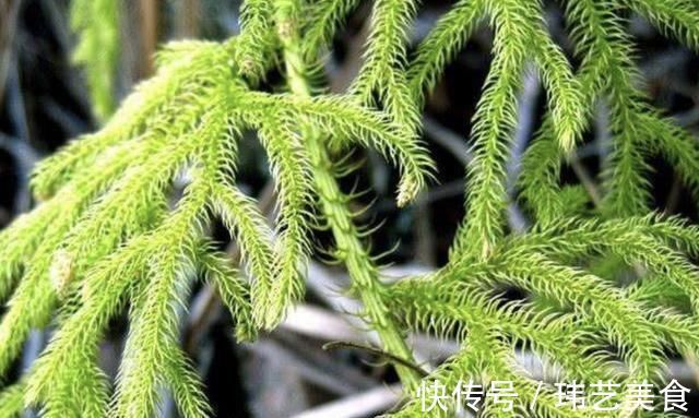 植株|小溪边,1种野草像“蜈蚣”,名称是“铺地蜈蚣”,甚是珍贵