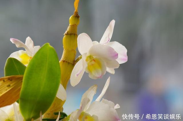 花草|“难养”花草名单已公布,是有些花友的最爱,劝你早放弃