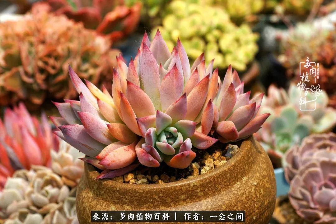 群友聊多肉没有最二只有更二,爆笑百科二群的二货二事!